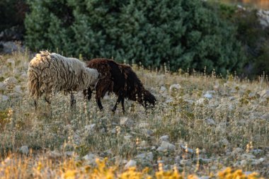 Kayaların üzerinde koşan yabani koyunlar ve koçlar, Hırvatistan 'da kayalık bir dağ otlağındaki bir hayvan sürüsü