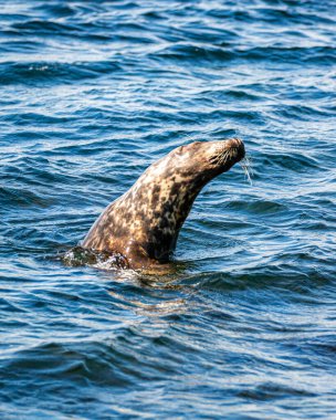 Port Erin, Man Adası 08.05.2023 Seal okyanusta yüzüyor ve başı yukarıda. Su mavi ve durgun Man Adası -