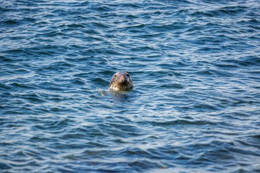 Port Erin, Man Adası 08.05.2023 Deniz Kaplumbağası okyanusta yüzüyor. Su mavi ve sakindir. Kaplumbağa, Man Adası 'nın kamerasına bakıyor. -