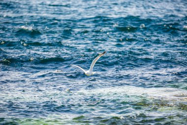 Port Erin, Man Adası 08.05.2023 Beyaz Kuş okyanusun üzerinde uçuyor. Gökyüzü açık ve su sakin. Kuş suyun üzerinde süzülüyor, özgürlük ve sükunet hissi yaratıyor. -