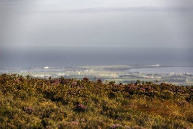 Douglas, Man Adası 08.05.2023 çiçek tarlası. Arka planda mavi bir gökyüzü var. Çiçekler mor ve gökyüzü açık Man Adası -