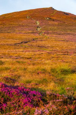 Douglas, Man Adası 08.05.2023 Mor çiçek tarlası ve arka planda bir tepe. Tepe çimlerle kaplı ve kayalık bir çıkıntısı var. Çiçekler tarlaya saçılmış, bazıları da Man Adası 'nın ön planında. -