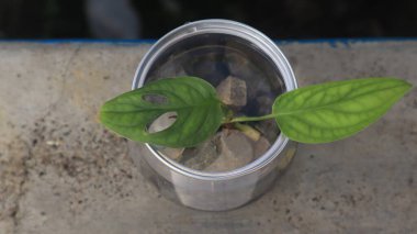 Küçük bir bitki, bir çiçek, yeşil yapraklı şeffaf bir kavanozda bir ağaç. Beyaz arkaplan, yakın plan fotoğraflar