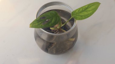 Küçük bir bitki, bir çiçek, yeşil yapraklı şeffaf bir kavanozda bir ağaç. Beyaz arkaplan, yakın plan fotoğraflar