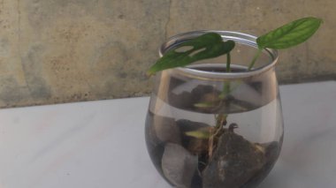 Küçük bir bitki, bir çiçek, yeşil yapraklı şeffaf bir kavanozda bir ağaç. Beyaz arkaplan, yakın plan fotoğraflar