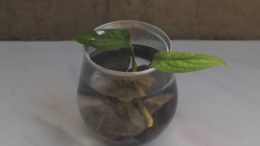 Küçük bir bitki, bir çiçek, yeşil yapraklı şeffaf bir kavanozda bir ağaç. Beyaz arkaplan, yakın plan fotoğraflar