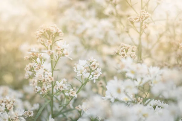 White cutter flower blurry focus. Beautiful blooming flower in the garden. Nature background.