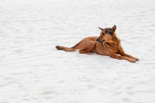 Chien Rouge Relaxant Allongé Sur Plage Sable Blanc — Photo