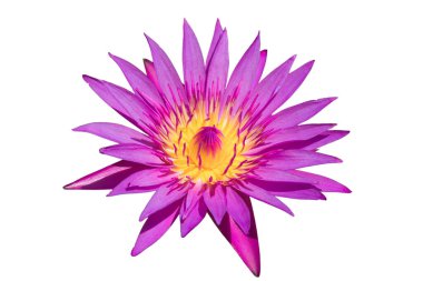 Kırpma yolu ile beyaz arkaplanda izole nilüfer çiçeği veya nilüfer çiçeği.