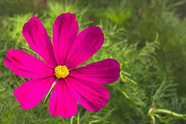Delikatny Ostrość Kolorowy Kwiat Kosmosu Cosmos Bipinnatus Ogrodzie — Zdjęcie stockowe