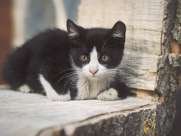 Portrait of Relaxed cute kitten — Stock Photo, Image