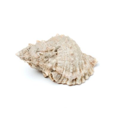 Beyaz arka plan ile izole kabukları