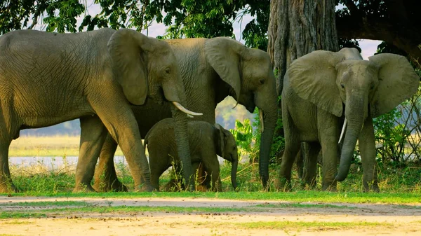 Wildlife of Elephants at green field in Africa