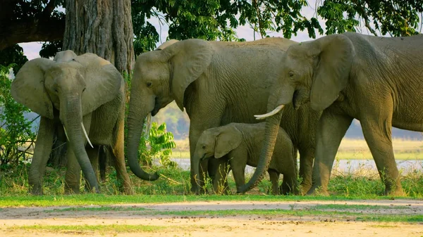 Vilda Elefanter Gröna Fält Afrika — Stockfoto