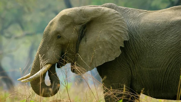 Wildlife of Elephants at green field in Africa