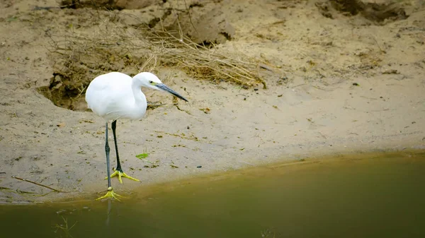 Ein Vogel Auf Fischsuche Ufer Von Afrika — Stockfoto