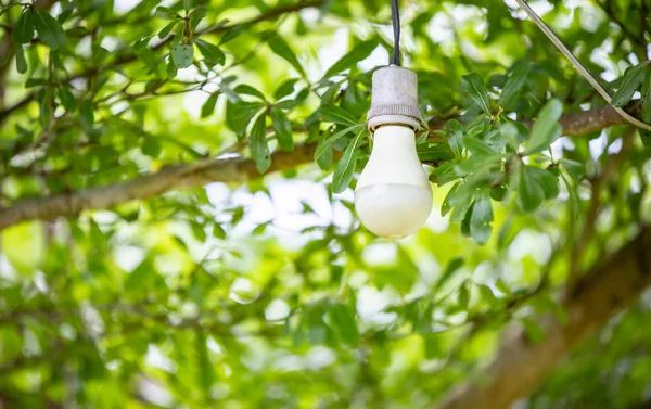 Power saving concept. Light Emitting Diode ( LED ) light bulb spiral compact-fluorescent (CFL) bulbs hang on tree with blur green leaves background for copyspace.