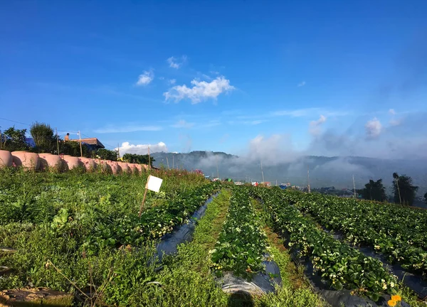 Strawberries Plantation Mountains — Stock Photo, Image