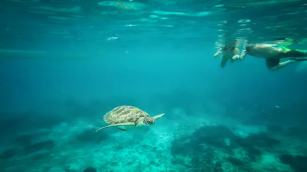 Green Turtle Sea Surface Similan Thailand — Stock Photo, Image