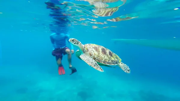 绿海龟在海上表面 美兰泰国 — 图库照片