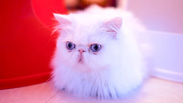 Gatto Bianco Con Gli Occhi Azzurri — Foto Stock