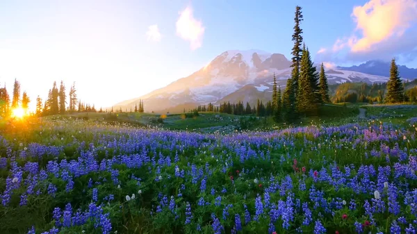 Красивые Весенние Цветы Горах — стоковое фото