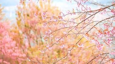 Baharda pembe sakura çiçekleri