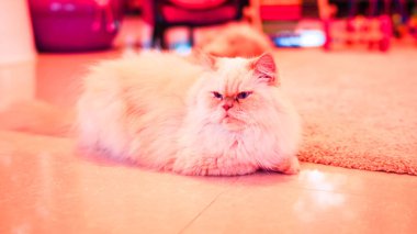 Şirin bir kedinin portresi