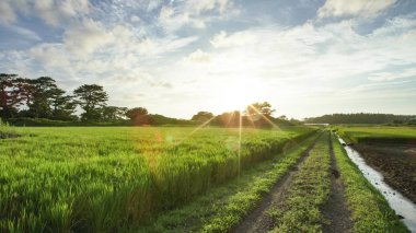 Tarlası olan güzel bir manzara. 
