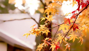 Sonbahar yaprakları, sonbahar bitkileri