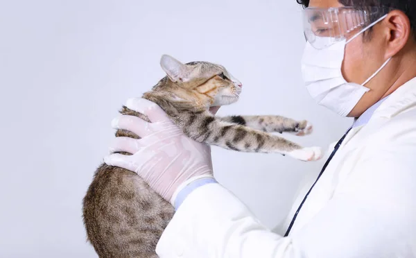 Médico Con Traje Azul Operación Que Sostiene Gato Del Embarazo — Foto de Stock