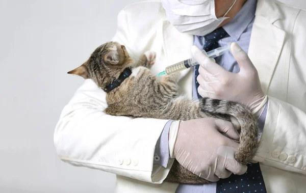 doctor injecting vaccine medicine into cat at animal hospital