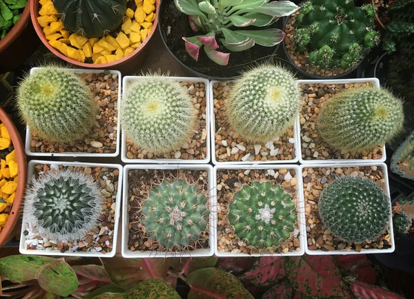 Beautiful Cacti Pots — Stock Photo, Image