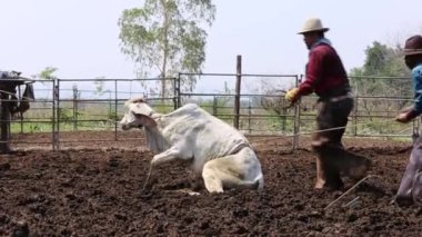 Kovboylar çitlerde süt ineğiyle çiftlikte çalışıyorlar..