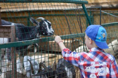 Çocuk bir hayvanat bahçesinde keçileri kendi elleriyle besliyor. 2 Ağustos 2019. Kiev, Ukrayna
