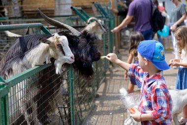 Çocuk bir hayvanat bahçesinde keçileri kendi elleriyle besliyor. 2 Ağustos 2019. Kiev, Ukrayna