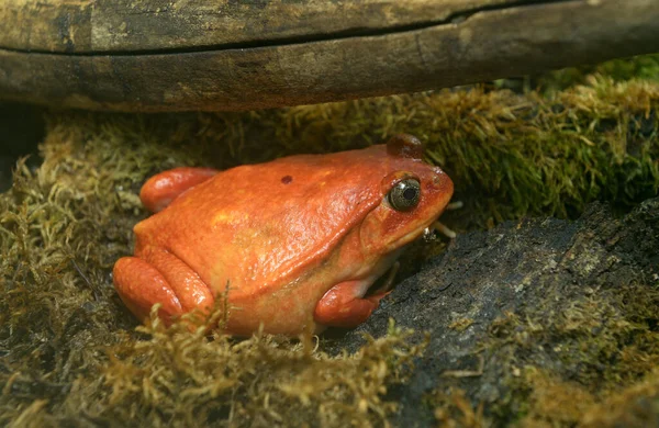Rajčatová Žába Dyscophus Antongilii Sedící Voliéře Zoo — Stock fotografie