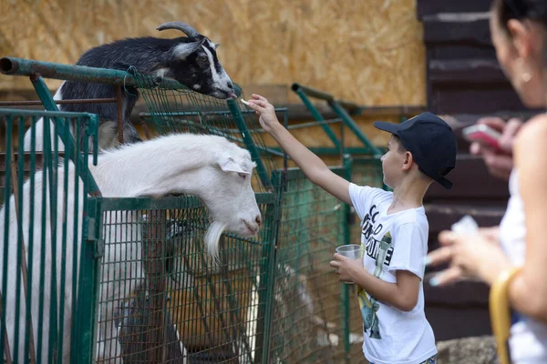 Çocuk bir hayvanat bahçesinde keçileri kendi elleriyle besliyor. 2 Ağustos 2019. Kiev, Ukrayna