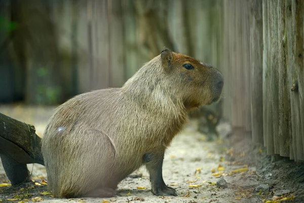 Capybara Hydrochoerus Hydrochaeris Στέκεται Ένα Πτηνοτροφείο Ενός Ζωολογικού Κήπου — Φωτογραφία Αρχείου