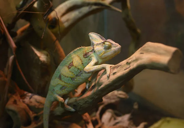 Chameleon Závojem Chamaeleo Calyptratus Sedí Větvi Stromu Teráriu Zoo — Stock fotografie