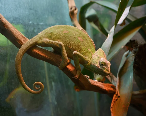 Chameleon Závojem Chamaeleo Calyptratus Sedí Větvi Stromu Teráriu Zoo — Stock fotografie