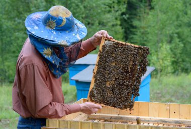 Arıcı, kovanının üstündeki peteklerle çerçeveyi tutuyor. Apiary