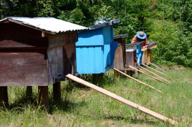 Arı yetiştiricisi kovanları inceliyor. Carpahians 'ta bir arı çiftliği.