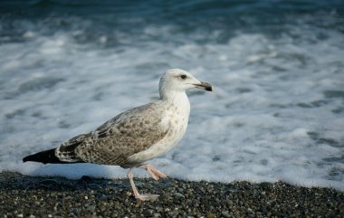 Deniz kıyısında çakıl taşları üzerinde yürüyen martı, arka planda gezer, yaklaşır