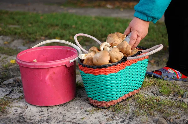 Kadın eli mantarı bir kova dolusu Porcini mantarına koydu.