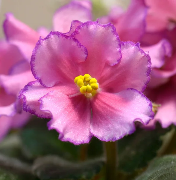 ピンクのスミレの花のクローズアップ — ストック写真