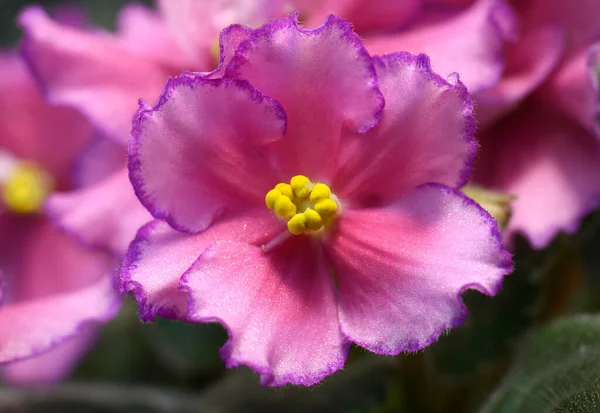 ピンクのスミレの花のクローズアップ — ストック写真