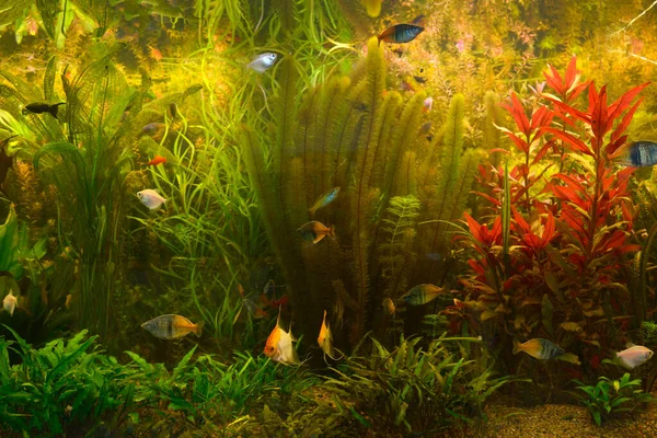 Grüne Pflanzen wachsen und Fische streicheln, die im Aquarium schwimmen — Stockfoto