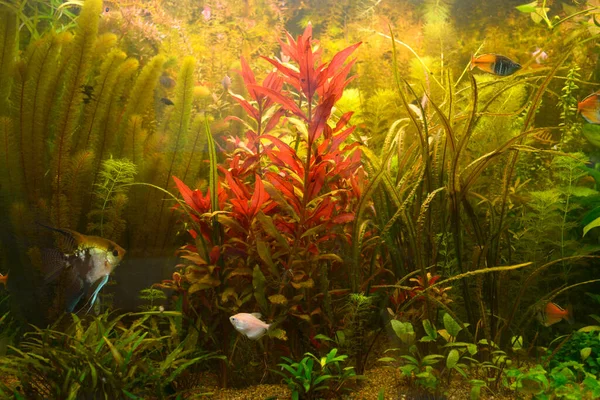 Grüne Pflanzen wachsen und Fische streicheln, die im Aquarium schwimmen — Stockfoto