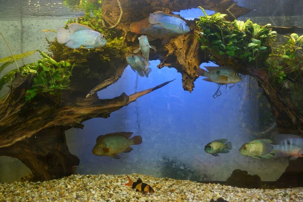 Zielone Rośliny Rosnące Domowe Ryby Pływające Akwarium — Zdjęcie stockowe